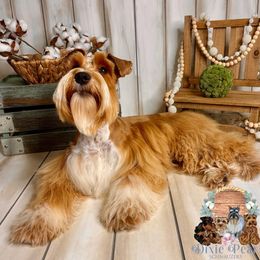 Remi - Miniature Schnauzer