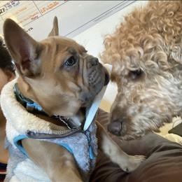 Boston Terrier and French Bulldog Puppies from High Plains Bullies