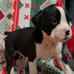Boy 1 - Brindle male Boxer puppy in Temple, Georgia from B&B Boxers