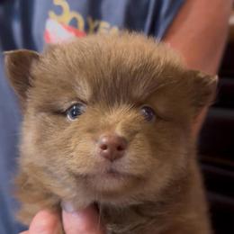 Jewel - Chocolate female Pomsky puppy in Spring Hill, Florida from PDQ Pomskies