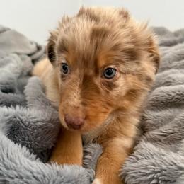Crunch - Red merle male Australian Shepherd puppy in East Hartford, Connecticut from CT Aussies