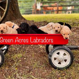 Labrador Retriever Puppies from Green Acres Labradors