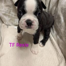 Rexie - Black and white female Boston Terrier puppy in Mesa, Arizona from Lehi Valley Boston Terriers
