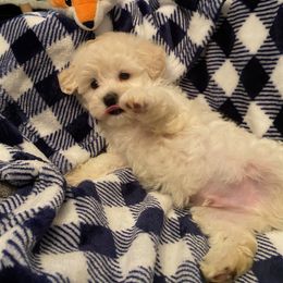 Cavapoo, Maltipoo, and Poodle Puppies from My Sweet Poodles and Doodles