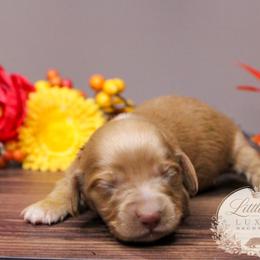 AKC Ember - Red female Dachshund puppy in Christiansburg, Virginia from Little Legs Luxury Dachshunds LLC