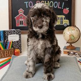 Hamilton - Merle male Goldendoodle puppy in Tybee Island, Georgia from Castaway Doodles