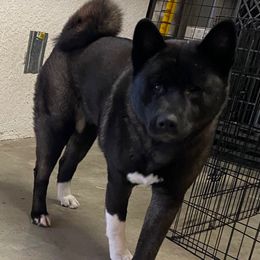 Zoe - Akita