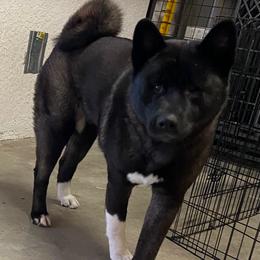 Zoe - Akita