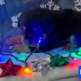 Blue boy - Black and mahogany male Rottweiler puppy in Lake City, Florida from Haus Der Wut Kennels