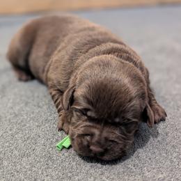 Green collar - Chocolate female Labrador Retriever puppy in Lithonia, Georgia from Marmolejos Labs