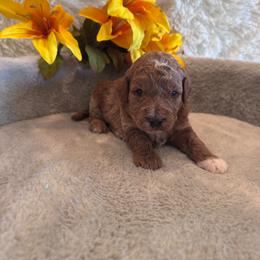 Boy 3 - Red  male Goldendoodle puppy in Bucyrus, Missouri from Hill Top Pomskies