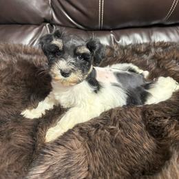 Harlow - Black and silver female Miniature Schnauzer puppy in Durant, Oklahoma from Big Creek Mini Dachshund