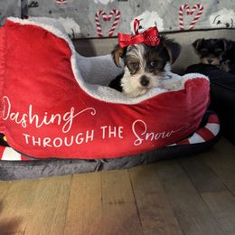 Girl 2 - Parti female Yorkshire Terrier puppy in Massachusetts from Happy Tail Yorkies and Maltese