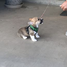 Pembroke Welsh Corgi Puppies from Indian Valley Corgies