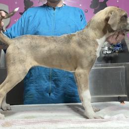 Yellow Female - Yellow female Mountain Cur puppy in Georgetown, Ohio from Walnut Ridge Mountain Curs