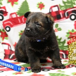 Blue collar - Sable male German Shepherd puppy in Ramsey, Illinois from Haus-Farr German Shepherds