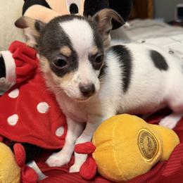 Danny CKC - Blue and white male Chihuahua puppy in Amity, Pennsylvania from Rhoda and Verna