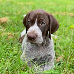 Mack - Liver roan male German Shorthaired Pointer puppy in Hot Springs, Virginia from Thunder Mountain Gun Dogs