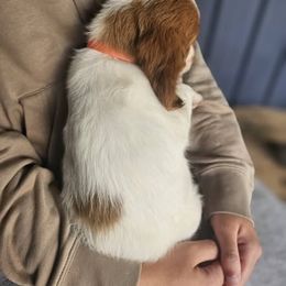 Orange Collar - Orange and white female Brittany puppy in South Haven, Minnesota from Rolling Field Brittanys