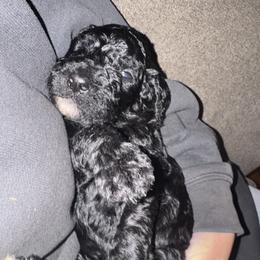 Boy 4 - Black male Goldendoodle puppy in Summerfield, North Carolina from Southern Doodles