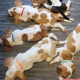 Basset Hounds from Jubilee Basset Hounds