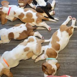 Basset Hounds from Jubilee Basset Hounds
