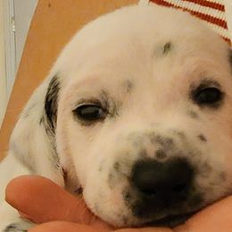 Black Boy - White and black Dalmatian puppy in Old Fort, North Carolina from Smith's Dalmatians