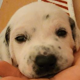 Black Boy - White and black Dalmatian puppy in Old Fort, North Carolina from Smith's Dalmatians