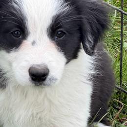 Blythe - Black and white female Border Collie puppy in Lakeview, Michigan from Haven Creek Farm
