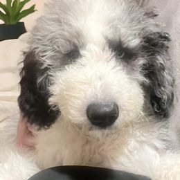 Oakley - Aussiedoodle puppy from Kiki’s Doodles