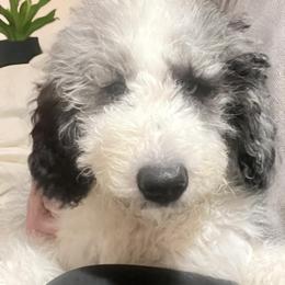 Oakley - Aussiedoodle puppy from Kiki’s Doodles