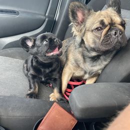 French Bulldog Puppies from Just Us Frenchies