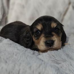 Spruce - Black and cream male Dachshund puppy in Pasco, Washington from Loyal Lil Dachshunds