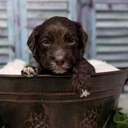 Copper - Chocolate male Australian Labradoodle puppy in Brush Prairie, Washington from Fancy Pants Labradoodles