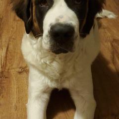 Poodles and Saint Berdoodles from Sunny's St. Berdoodles