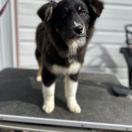Hopi - Black tri-color Australian Shepherd puppy in Beaver, Utah from Renegade Point Stock Dogs