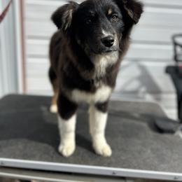 Hopi - Black tri-color Australian Shepherd puppy in Beaver, Utah from Renegade Point Stock Dogs