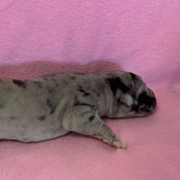 Merle female - Merle female Great Dane puppy in Bullhead City, Arizona from Colra Danes