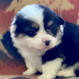 Boy 1 - Red Pembroke Welsh Corgi puppy in Woodland, Washington from MB Acres Corgis