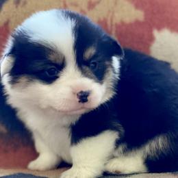 Boy 1 - Red Pembroke Welsh Corgi puppy in Woodland, Washington from MB Acres Corgis