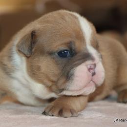 Walter - Fawn male Bulldog puppy in Winnsboro, Texas from JP Ranch Bulldogs