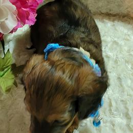Dachshund Puppies from CLARK'S BREEDING PROGRAM