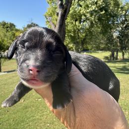 Huxley - Black male Dachshund puppy in Bentonville, Arkansas from Boujee Buns Dachshunds