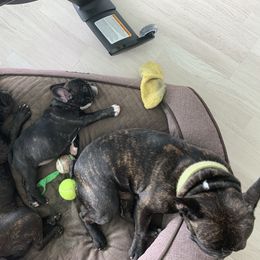 French Bulldog Puppies from Luna and London’s Puppies