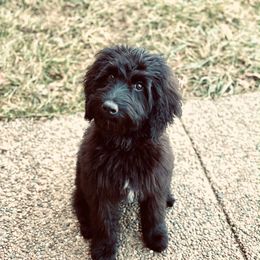 Aeli - Goldendoodle