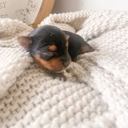 Yorkshire Terrier Puppies from Elaine’s Pup Co.