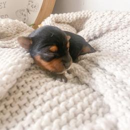 Yorkshire Terrier Puppies from Elaine’s Pup Co.