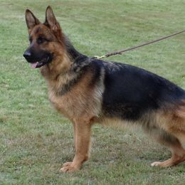 Latoya - German Shepherd