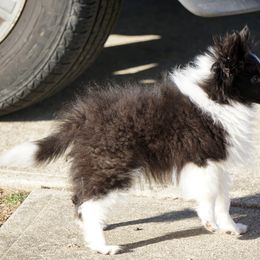 Rottweiler and Shetland Sheepdog Puppies from Mountain High Kennels
