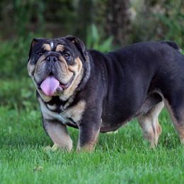 Ebony - Bulldog